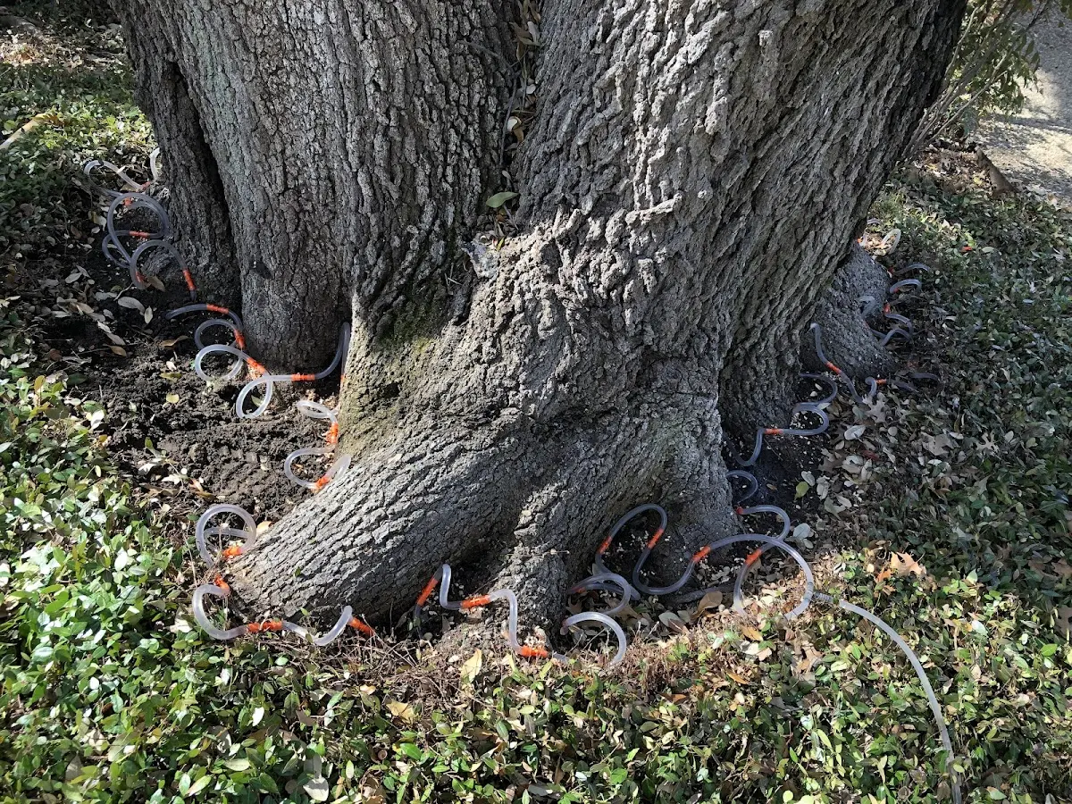 Detailed Tree Cabling and Bracing job site in Hempstead