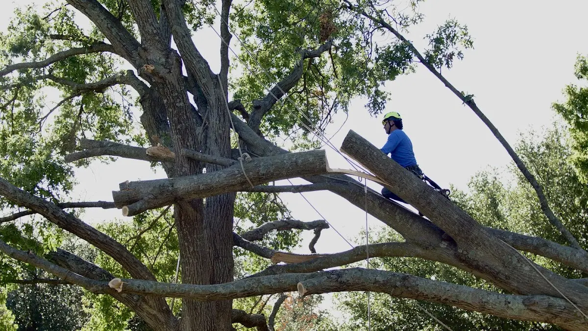 Professional Hazardous Tree Removal performed by certified arborists in Hempstead